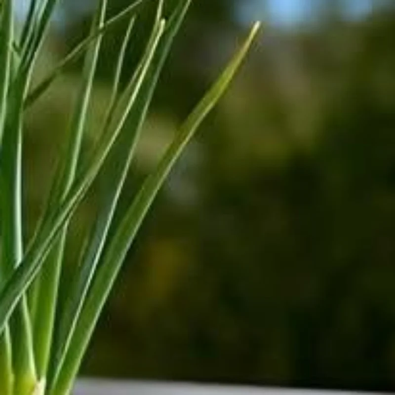 

Устройство для посадки лука-порея, специально разработанное с использованием гидропонной системы, позволяющей осуществлять повторную выращиваемость.