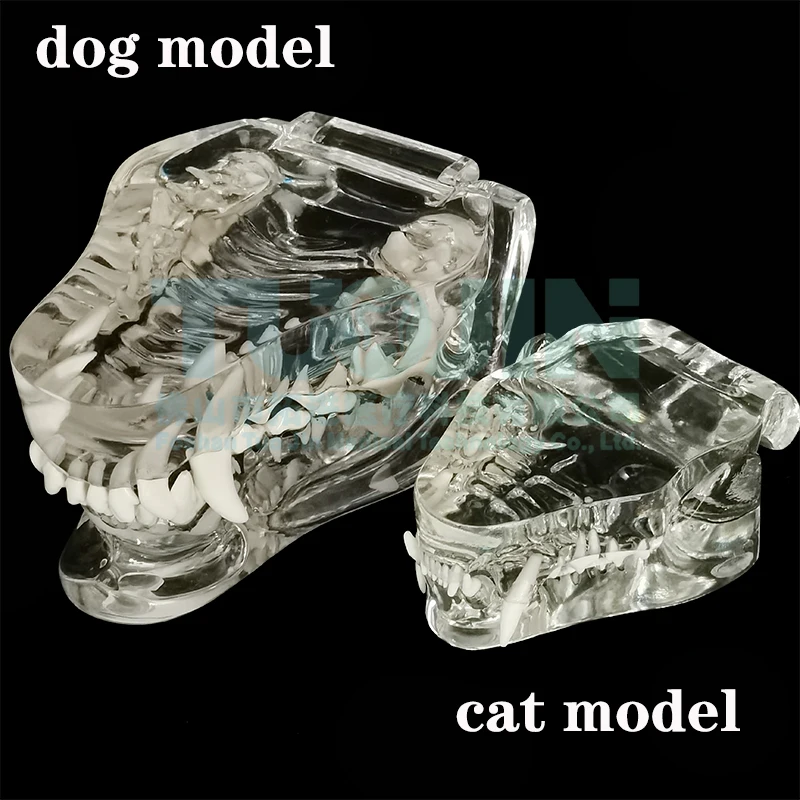 Modelo de dientes de resina transparente para perro y gato, dientes de animales dentales para educación, modelado Dental canino veterinario