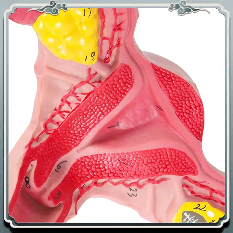 

Premium 1:1 Human Female Uterus Ovary Fallopian Tubes Model Anatomical Human Anatomy Model Teaching Tools