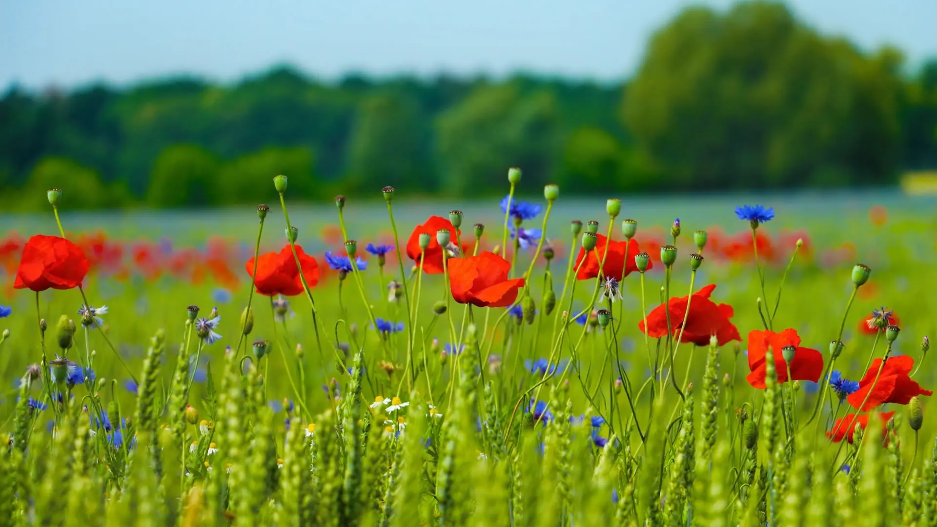 48V Lithium-Ion Bat…