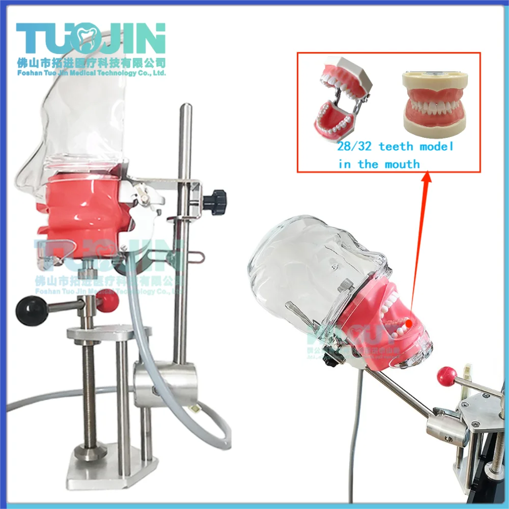 Head Model Dental Simulator Manikin Phantom Surgical Dental Phantom Teeth Model For Studying Dentist Practice Dentistry Teaching