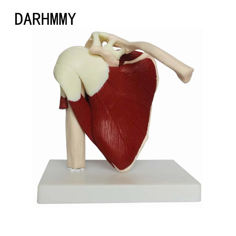 

DARHMMY 1:1 human shoulder joint model with musculoskeletal model Anatomical tools Anatomy