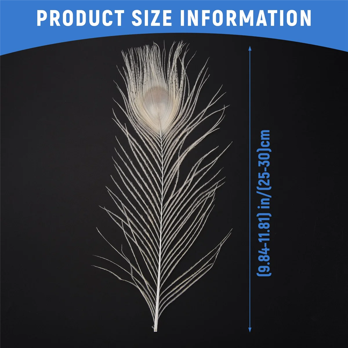 50 PCS/Natural White Peacock Feathers in the Eye, 10 to 12 Inches of the Peacock Feather Wedding Decoration