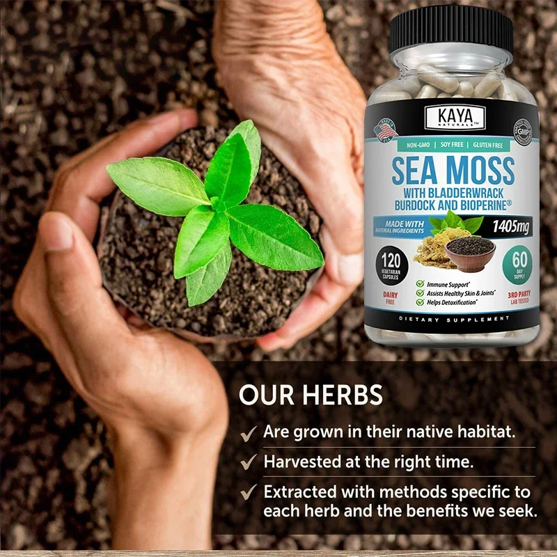 Kaya Naturals Sea Moss | Joint Supplement for Men and Women | with Organic Burdock Root, Irish Moss, Fucus and BioPerine