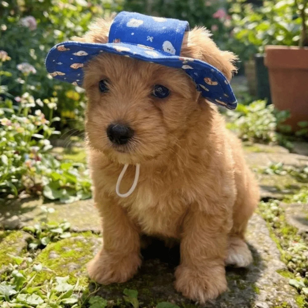 Adjustable Dog Fisherman Hat Cartoon Print with Ear Hole Cat Bucket Hat Breathable UV Protection Cat Sunscreen Hat Puppy