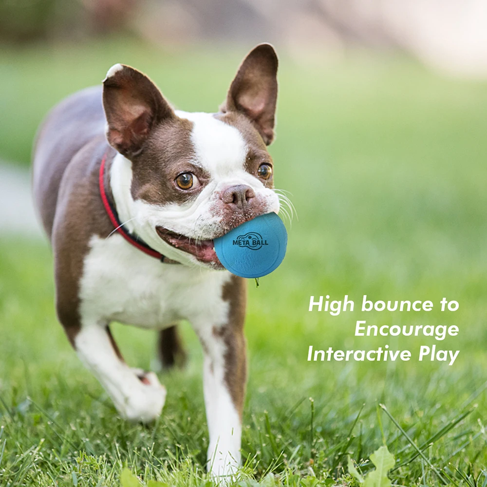 All For Paws Dog Ball Toy Bounce Rattle Rubber Ball Blue Toy For Dogs Unique Rattling Sound Pet Accessories 6.3CM Balls Toy