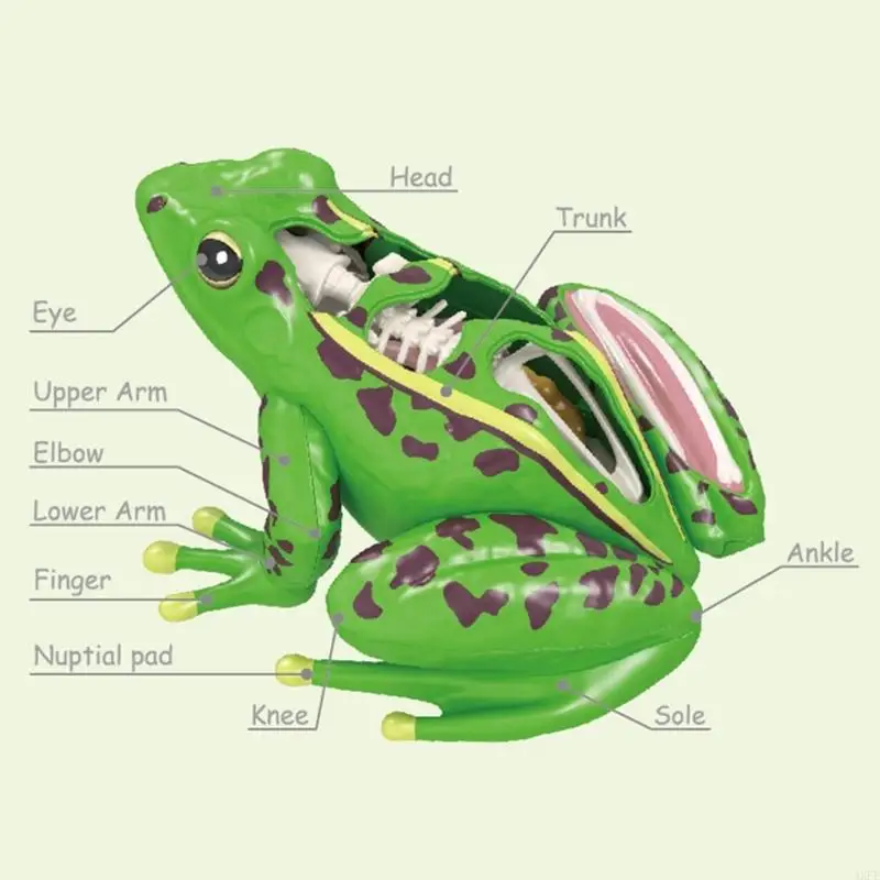 4XFE Biologie-Technologie-Gadget, Lehrmittel, Wissenschaftsspielzeug, anatomisches Frösche-Formmodell