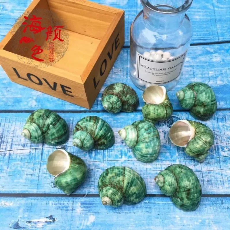 Green Snail Natural Shell Small Conch Fish Tank Landscaping Scallop Hermit Crab Spare Shell Replacement