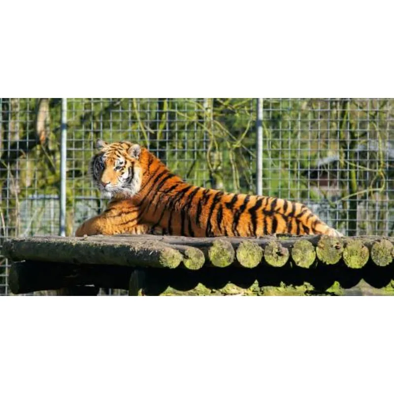 

Цифровой сервопривод CYS-S8204 с протоколом CAN, 28 г, крутящий момент 10 кг, безредукторный, с металлическим редуктором, для дронов и радиоуправляемых самолетов