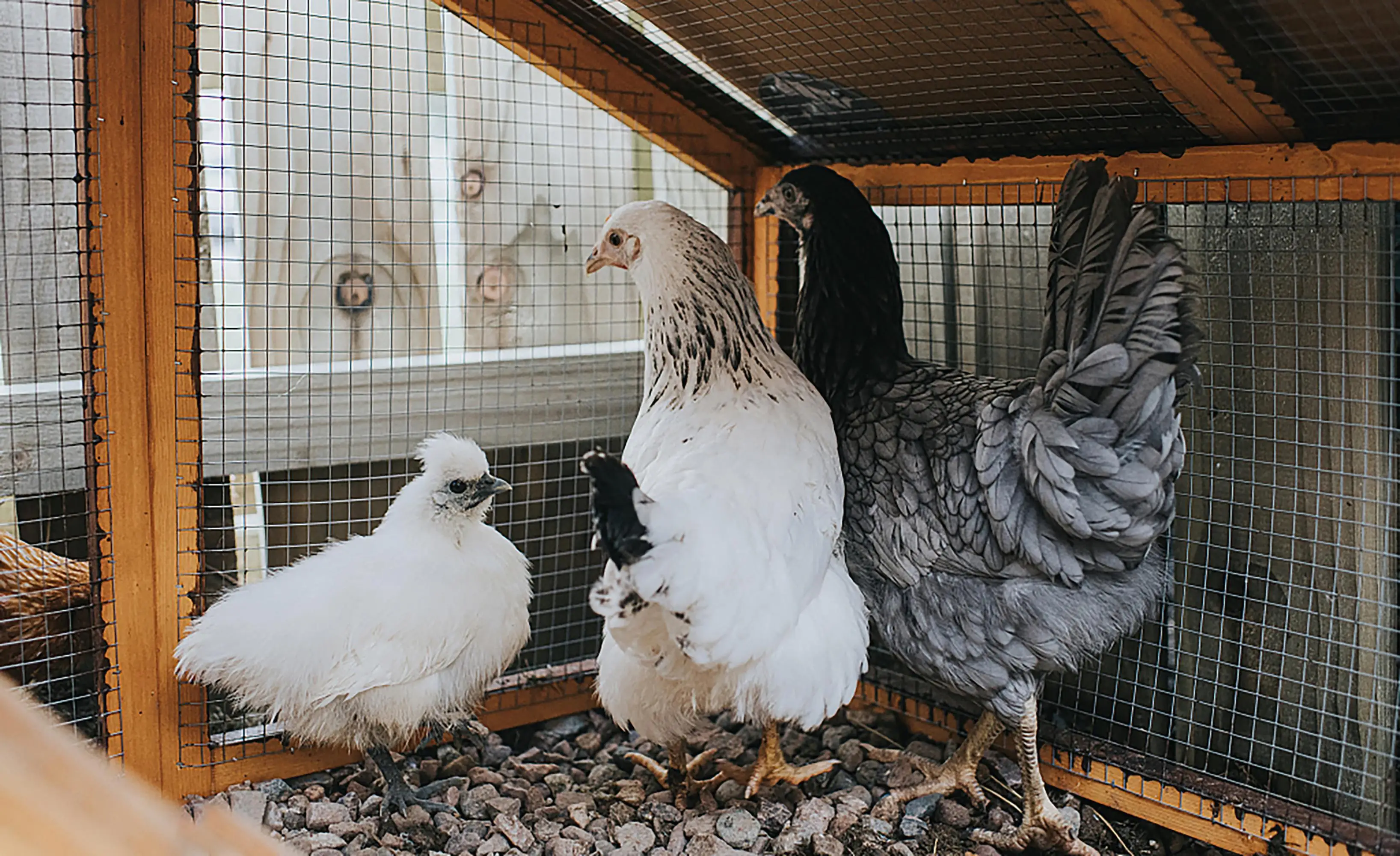 36in x 100ft Galvanized Hardware Cloth 1/4 Chicken Wire - 23 Gauge for Garden Fencing, Rabbit Cages & Snake Barrier