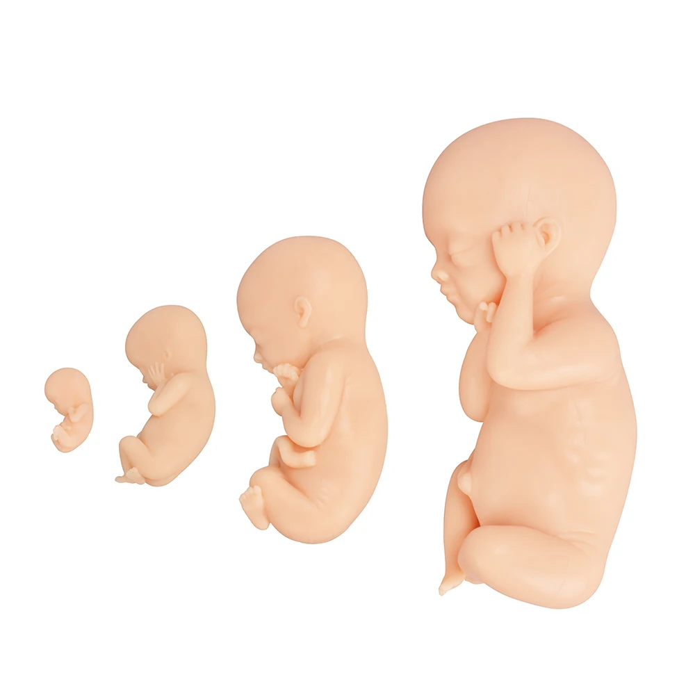 Male Fetal Model, Silicon Model, Full-term Fetal Delivery Process Model