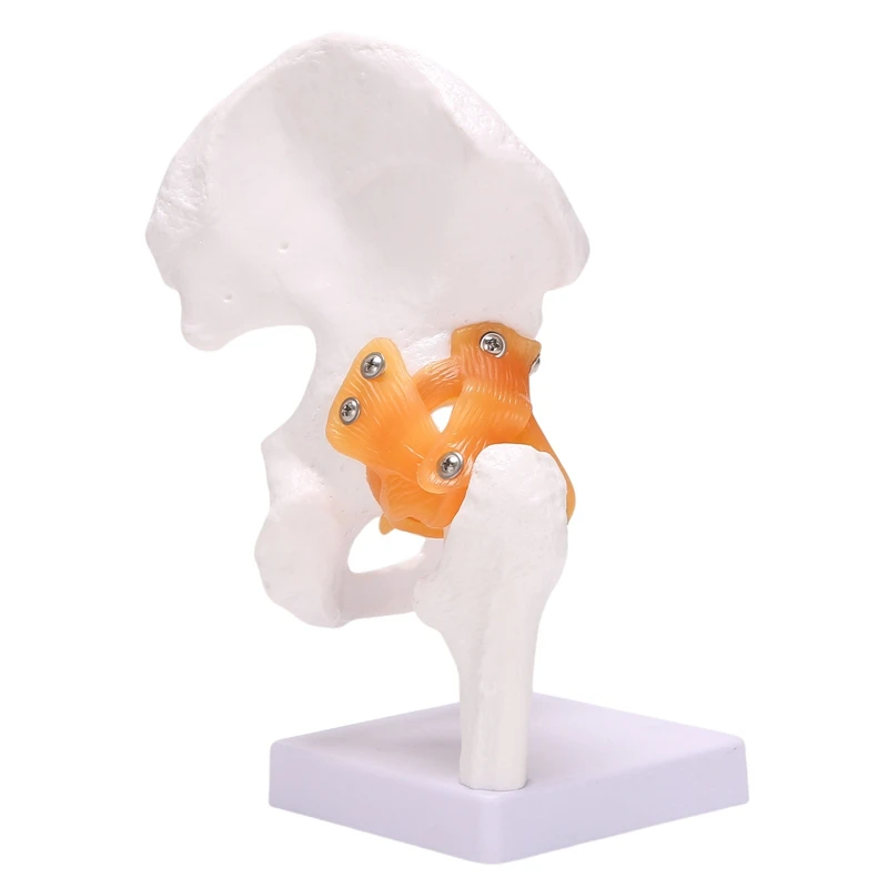 Top-Life Size Hip Bone Model - Hip Joint Model With Flexible Ligaments And Bony Landmarks Human Hip Joint Hip Joint Model