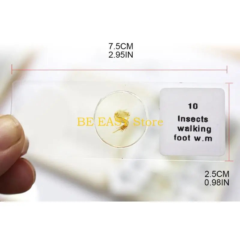 مجموعة شرائح المجهر المعدة E28F عينات احترافية لاستخدام الأطفال الطلاب