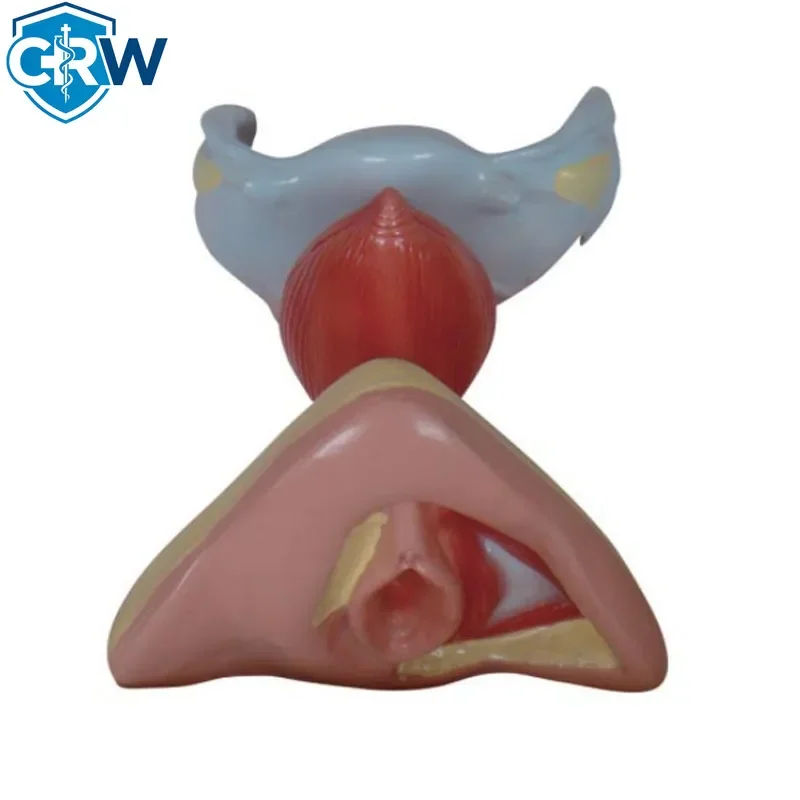 CRW Bestselling Internal and External Female Genital Organs Model