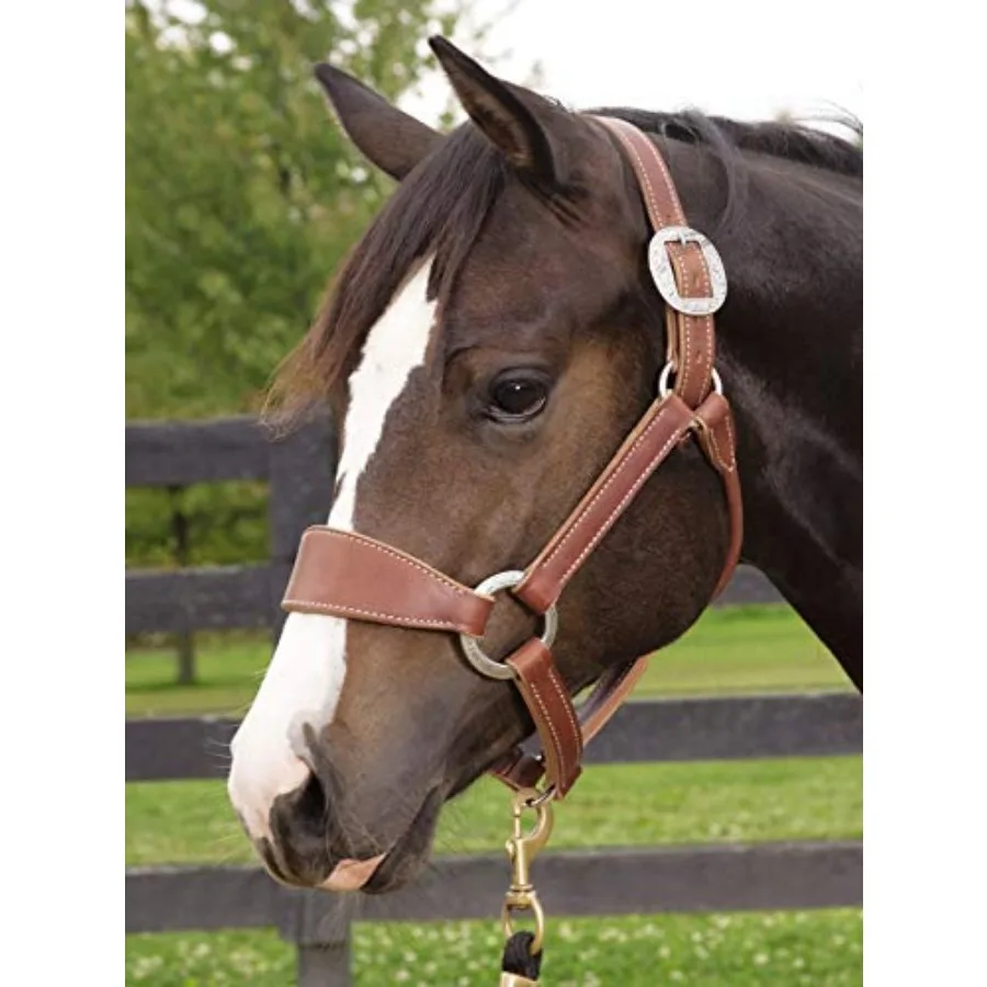 Bronc Halter for horse training leather material sunset color durable and adjustable fit