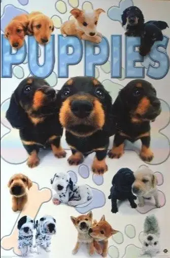 PUPPIES COLLAGE POSTER Amazing Cute & Funny RARE 24X36