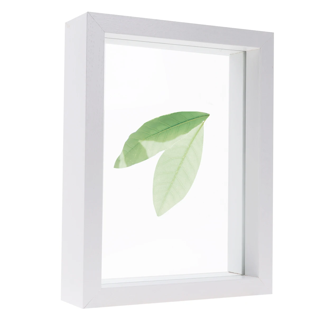 

Plant Specimen Photo Frame Decorative Wall Picture Holder Bedroom Room Gift Idea