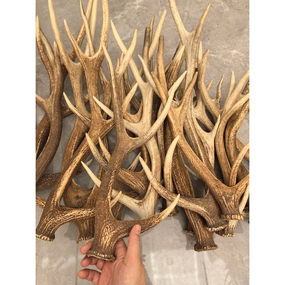 Whole Branch Sika Deer Antler for Bow Material & Fishing Net, Naturally Shed, Ornamental Craftwork