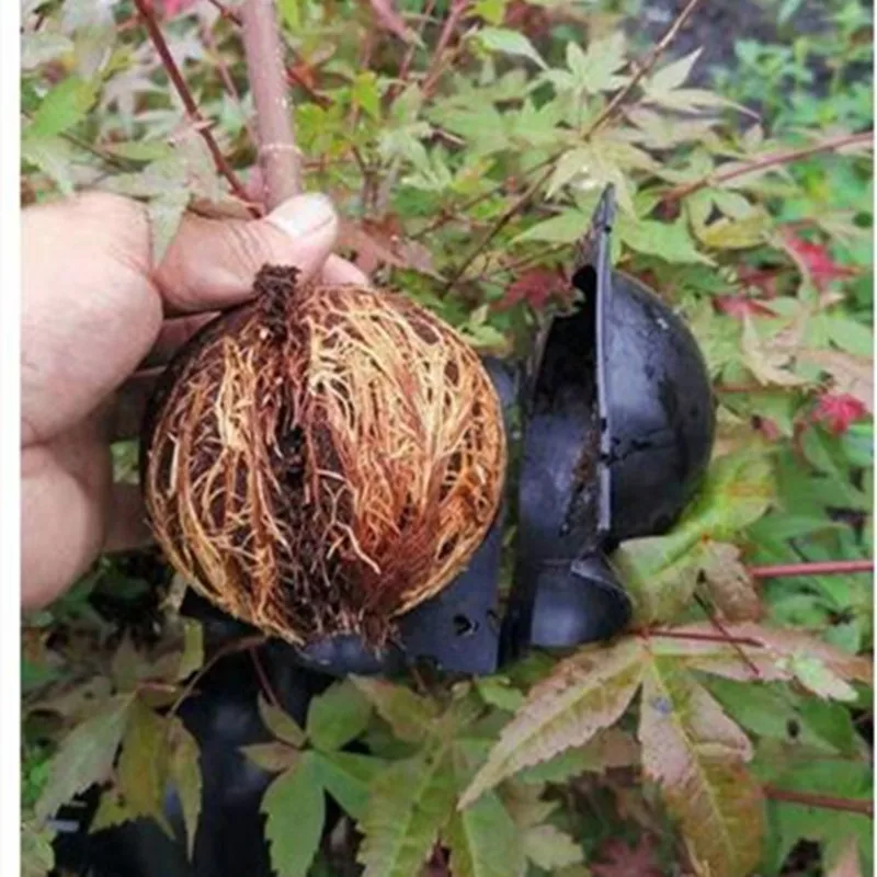 10 قطعة تأصيل النبات الكرة انتشار صندوق تأصيل قابلة لإعادة الاستخدام جذر النبات تزايد صندوق قطع تطعيم تأصيل انتشار الأواني