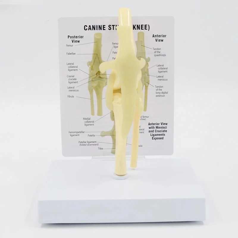 Life Size Canine Knee Model Dog Joint Anatomical Model With Key Card Manual Animal Skeleton Anatomy Medical Science Gift