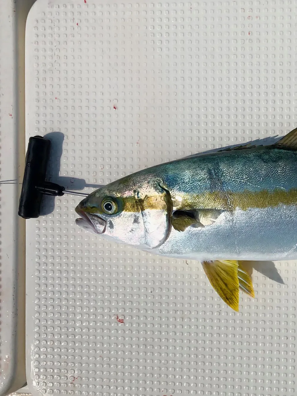 Thumbnail 2 - #32 Cheap Fishing Gaffs Worth Buying