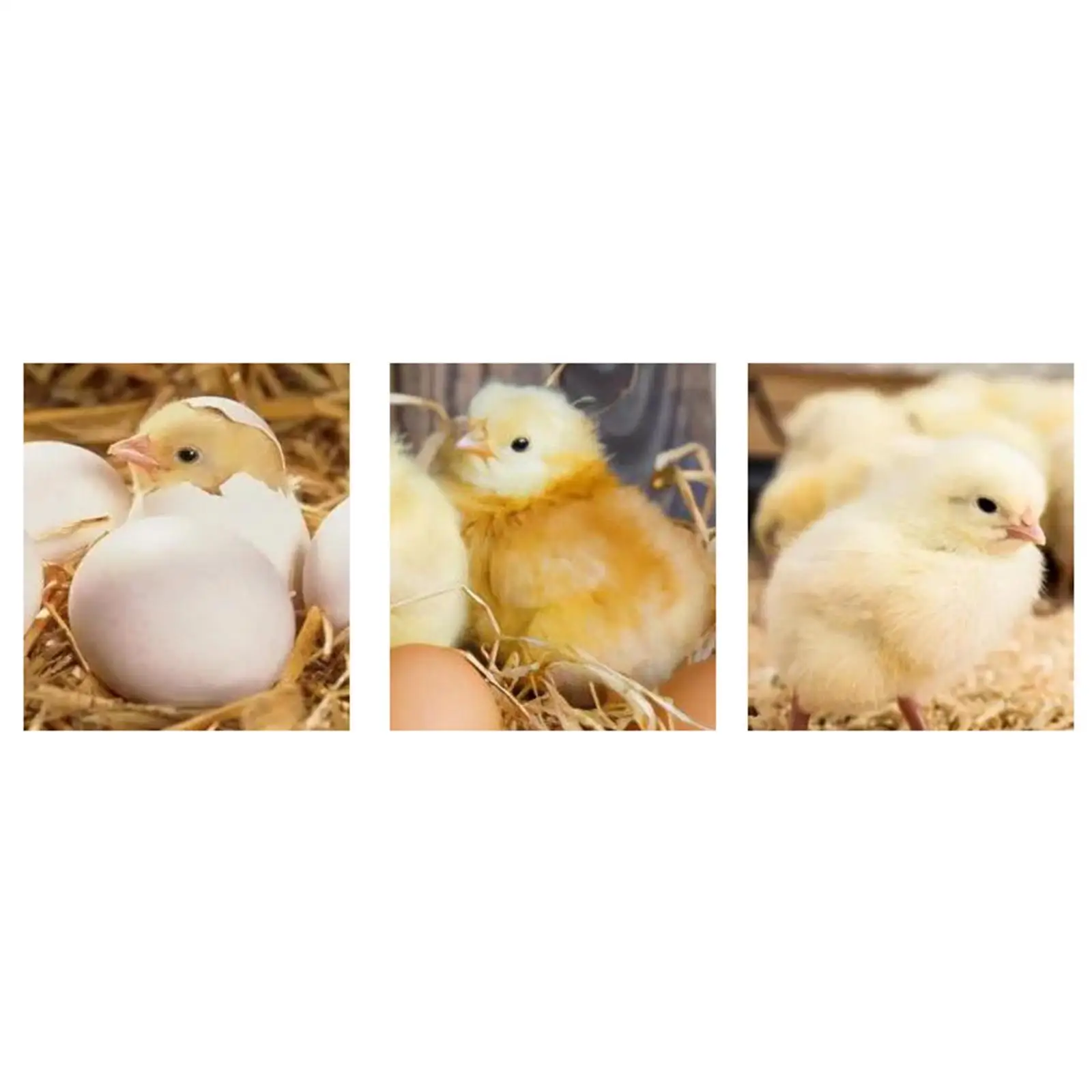 9 Egg Brooding Machine Clear Lid Egg for Hatching Turkey Pigeon