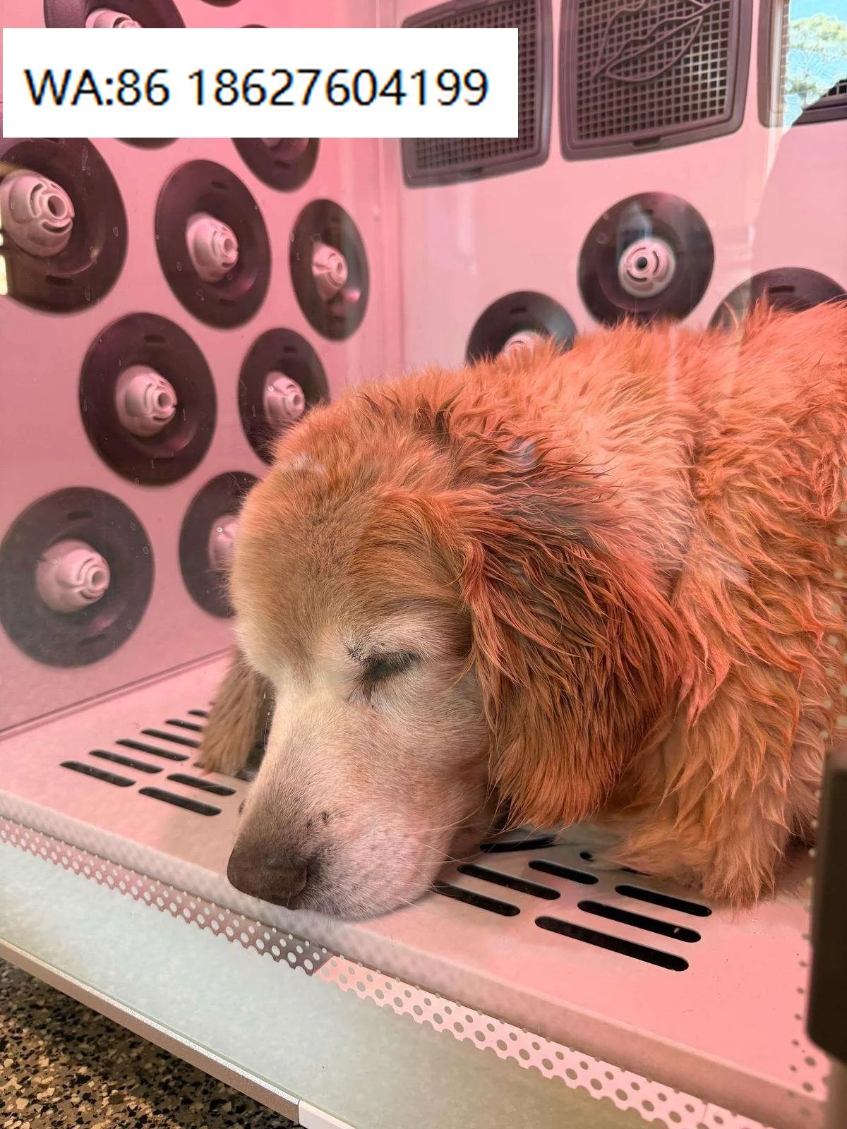 Large Space U1S Animal Grooming Dryer Box Dog Automatic Cat Hair Blower Room Pets Drying Cabin Pet Grooming Dryer Box