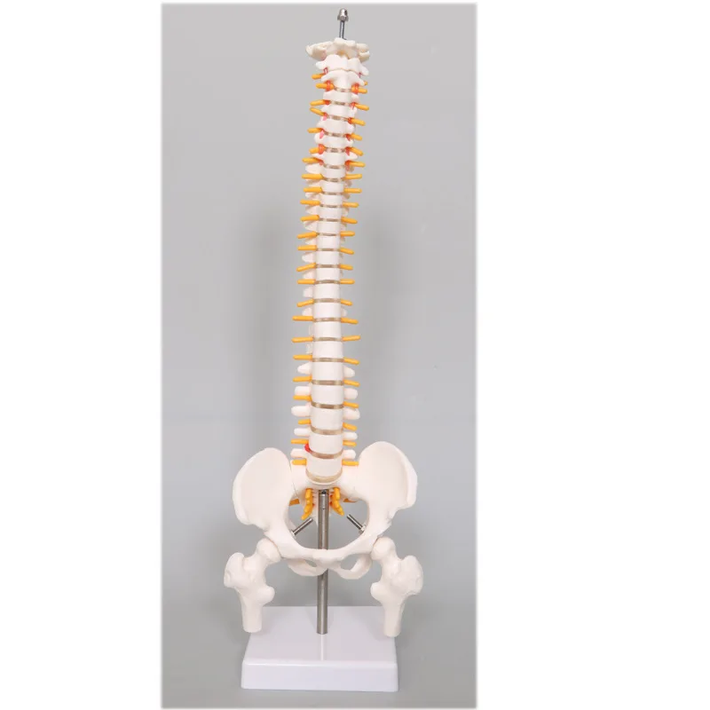 골반 뼈 골격이있는 45CM 인간 척추 모델 인간 해부학 해부학 척추 모델 척추 모델 + 스탠드 Fexible