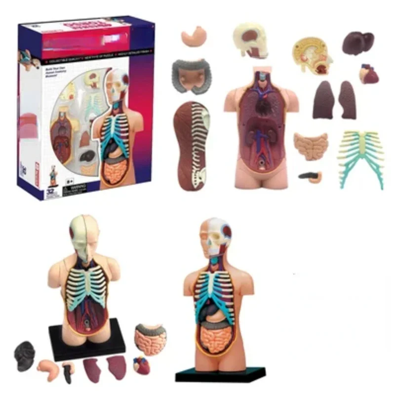 Human Organ Anatomy Assembly Model Brain Visceral Musculoskeletal Medicine Teaching DIY Toys