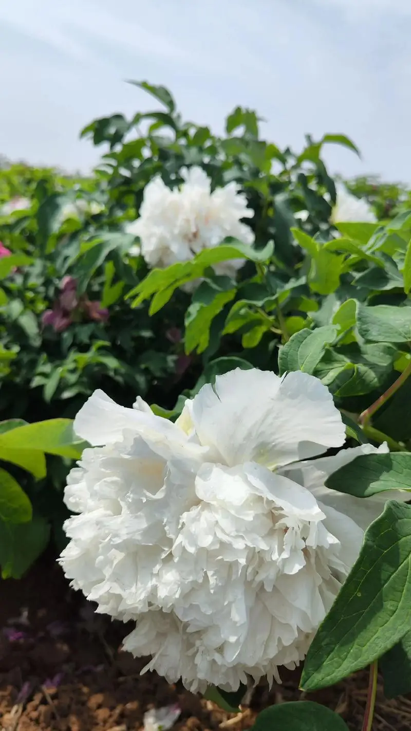 

Магнитное беспроводное зарядное устройство для iPad Pro 13/12.9/11/10.9 дюймов, быстрая зарядка, умный разъем, с кабелем 2 м для iPad Pro