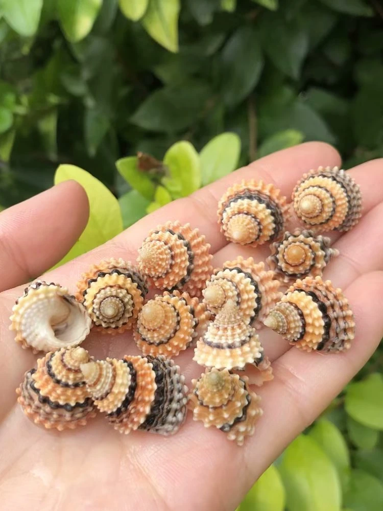 Natural Conch Shell, Golden Tower Whelk, Aquarium Scaping, Pea Crab Shell Replacement, Specimen Collection, Hermit Crab