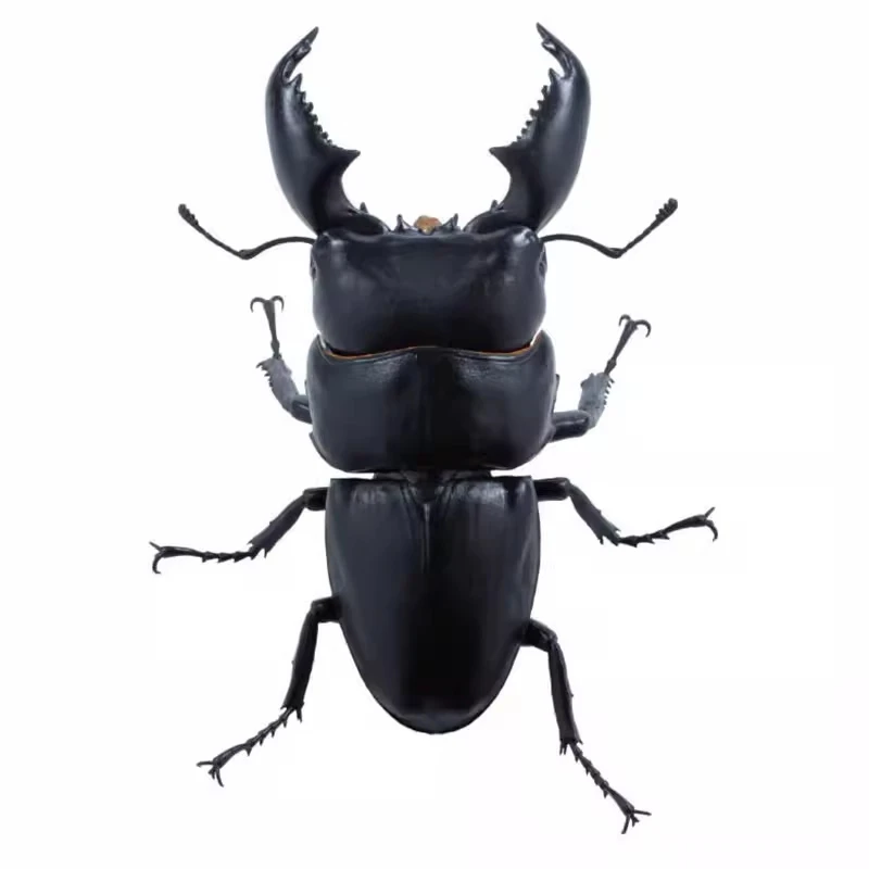 在庫あり - 日本のソタ ガシャポン: セログナス タイタナス カブトムシ - リアルなミニチュア昆虫フィギュア