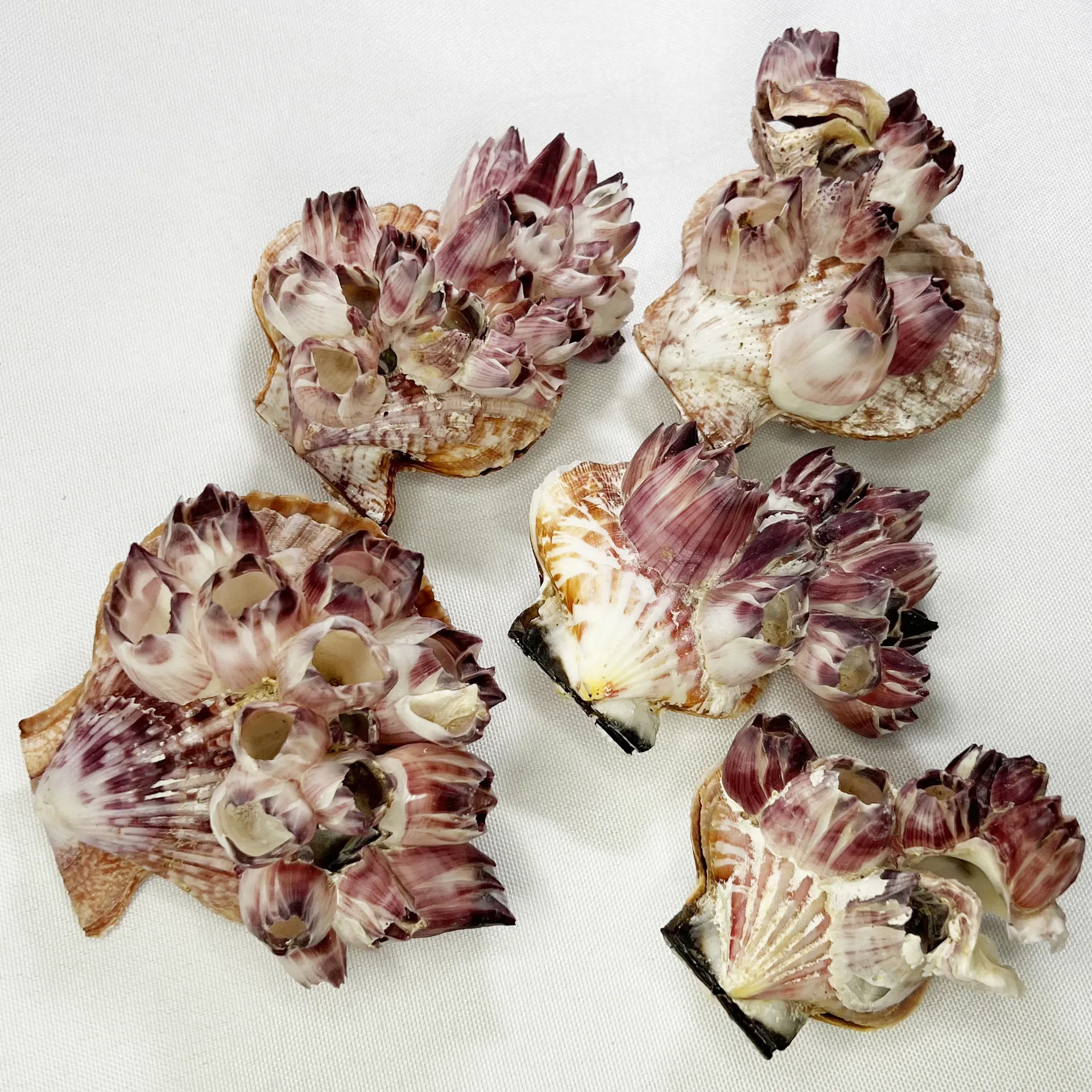 Natural Balanus & Pecten Shells - Barnacle and Scallop Aquarium Decor, Marine Tank Ornament, Seashell Display Piece, Ocean Theme