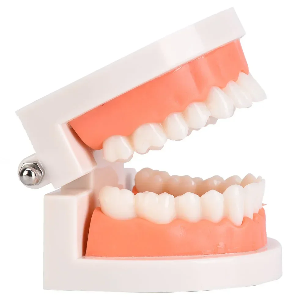 1 pçs modelo de educação de cuidados orais jardim de infância crianças modelo de escovação de dentes laboratório dental cuidados de saúde dentes pe modelo de goma macia