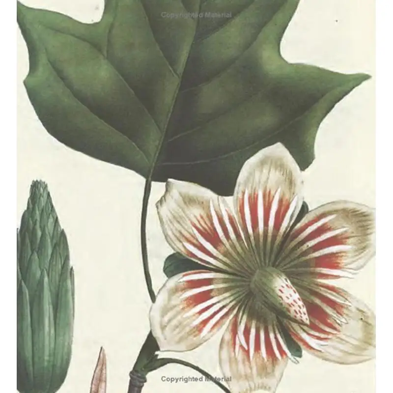 Деревья Северной Америки Миша и Redoutes Американский шедевр Грегори Длинный пресс Abbeville 9780789214027 Книга