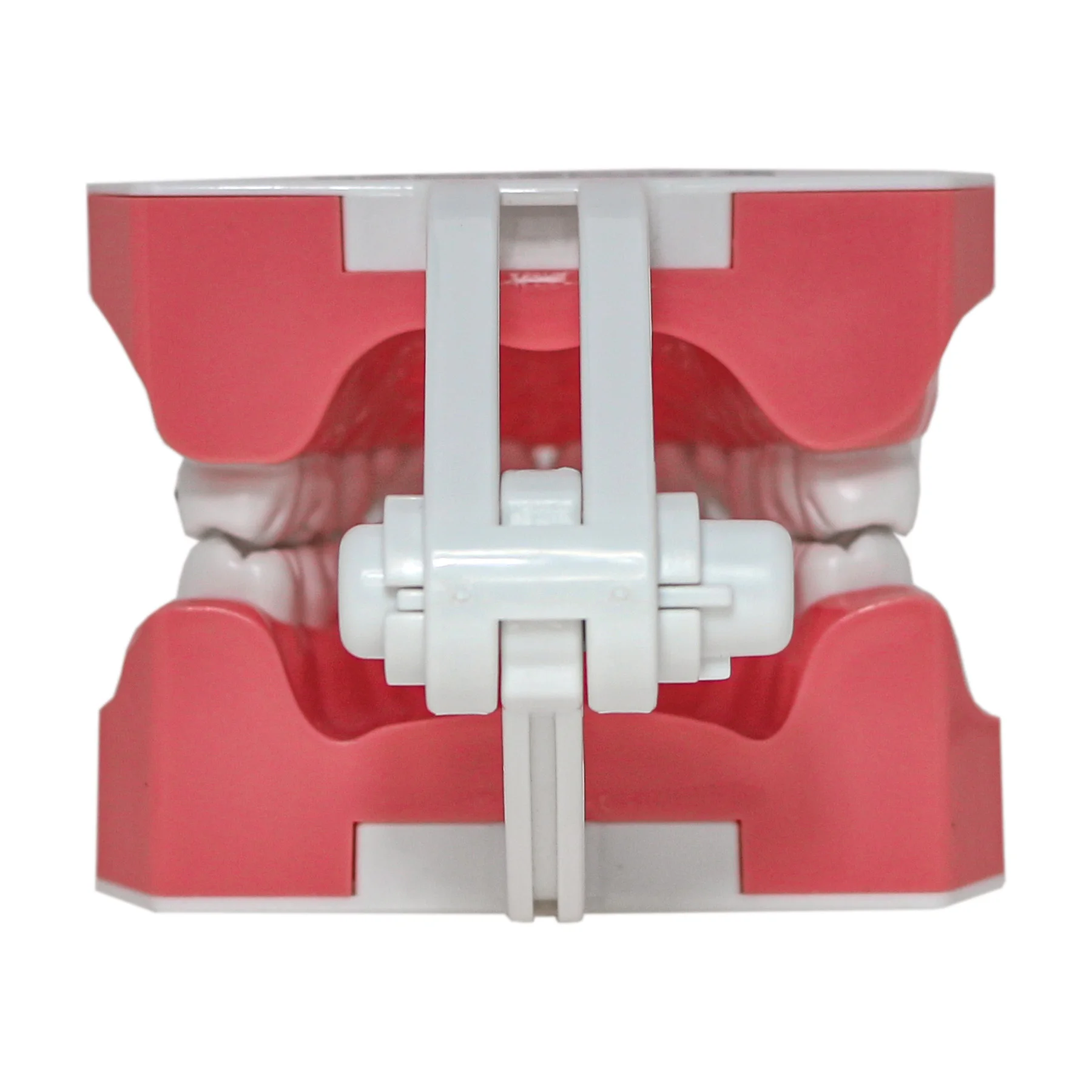 Dental Typodont Orthodontic Teeth Model 1:1 Standard Demo Teach Study With Archwire Ligature Ties Metal Brackets Buccal Tubes