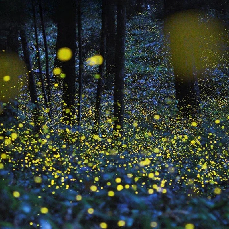 Dynamische Firefly-projectielicht Laser Gypsy Star Light-projector buitenlandschap