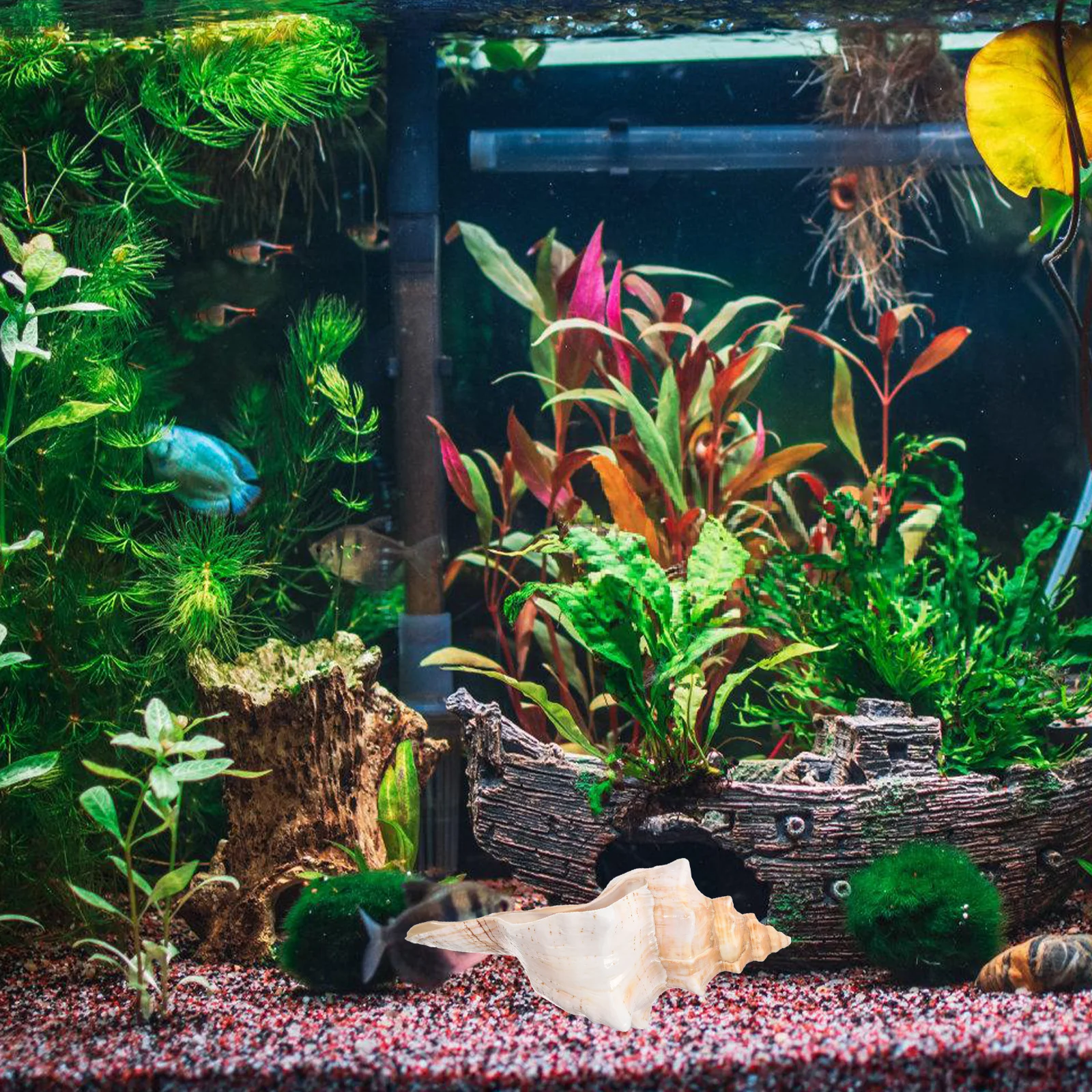 

Conch Shell Decor Striped Natural Sea Shells For Aquarium Vase Filler Beach Wedding Party Home Photography Prop