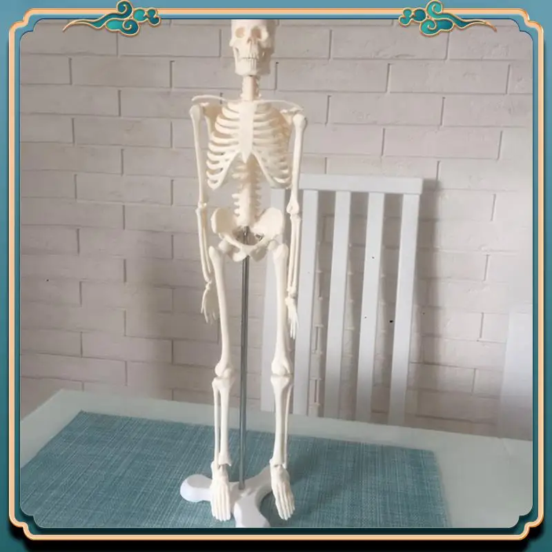 ABJG-4Pcs 45CM Human Anatomical Anatomy Skeleton Model Poster Learn Aid Anatomy Human Skeletal Model