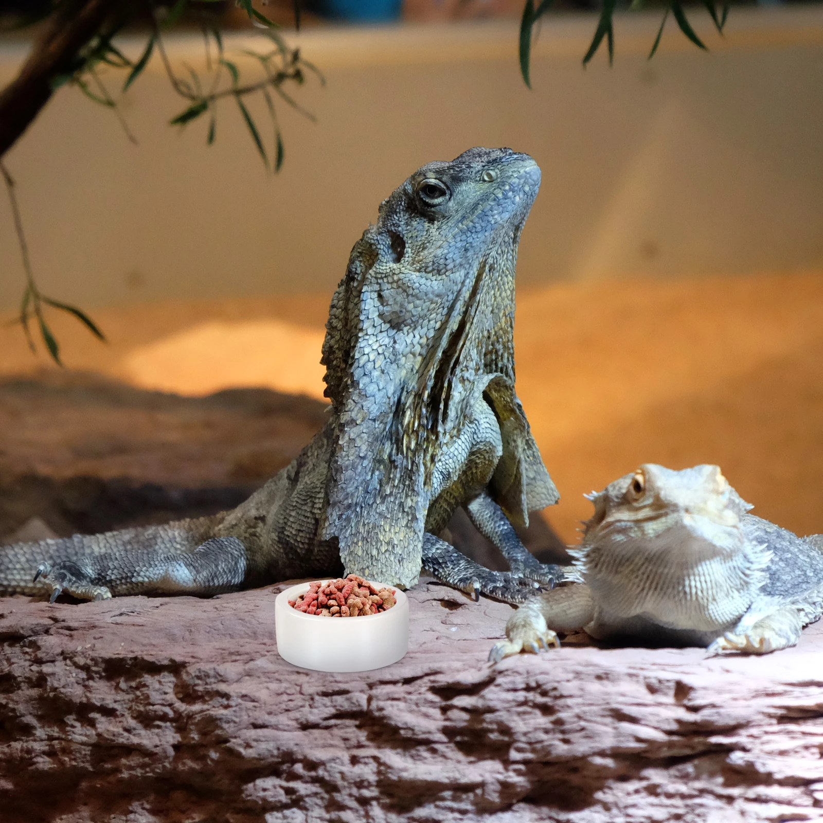 

3Pcs Ceramics Thick Reptile Food Water Feeding Bowl Anti Escape Lizard Feeder Small White Round Reptile Feeder