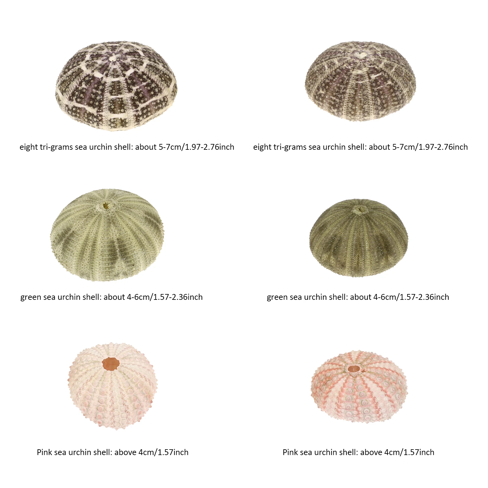 Natural Sea Shells Fish Tank Ornaments Small Flower Pot Stand for Air Plants Containers