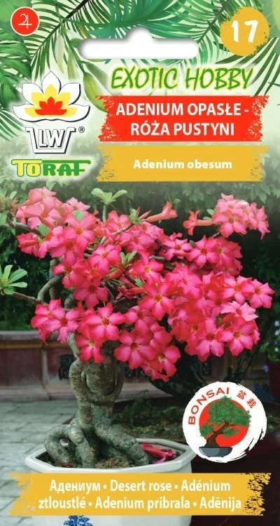 EXOTIC Adenium Fused-Desert Rose Seeds 5 Pieces BONSAI