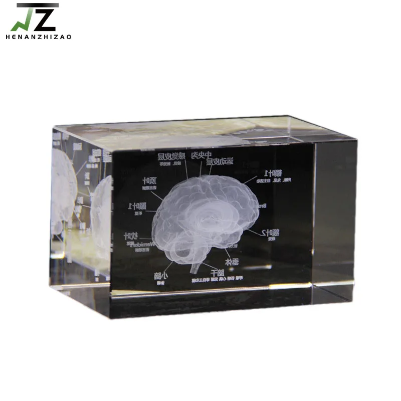 

3D Crystal Human Anatomical Brain Model Three-dimensional Structure Diagram For Medical Science Gift