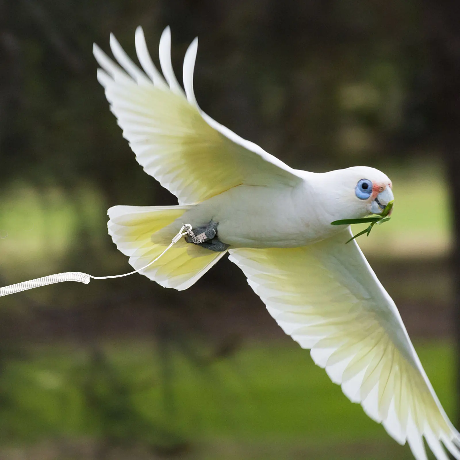 

Parrot Flying Rope Bird Harness Lightweight Portable Training Leash Adjustable Pet Chain Supplies Non Skid H Material