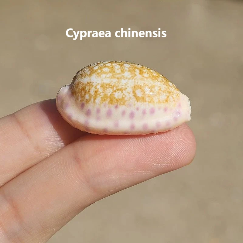 Caracol del Tesoro chino, espécimen de concha de concha rara Natural, decoración de paisajismo para pecera, adorno de colección mediterránea para el hogar