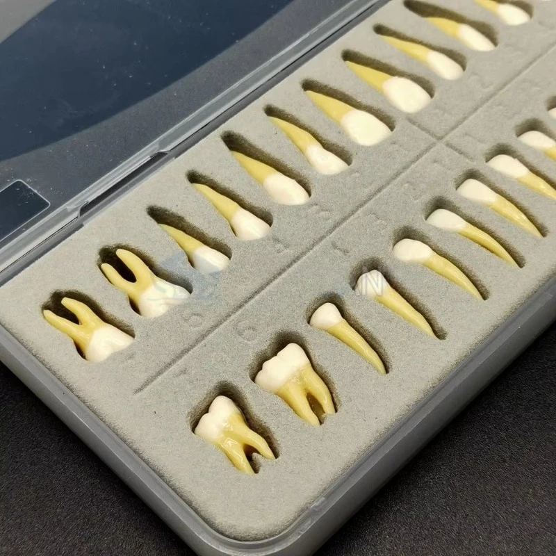 28Pcs/ Box Lab 1:1 Demonstration Permanent Teeths Teach Study Model Lab Practice Mold Typodont
