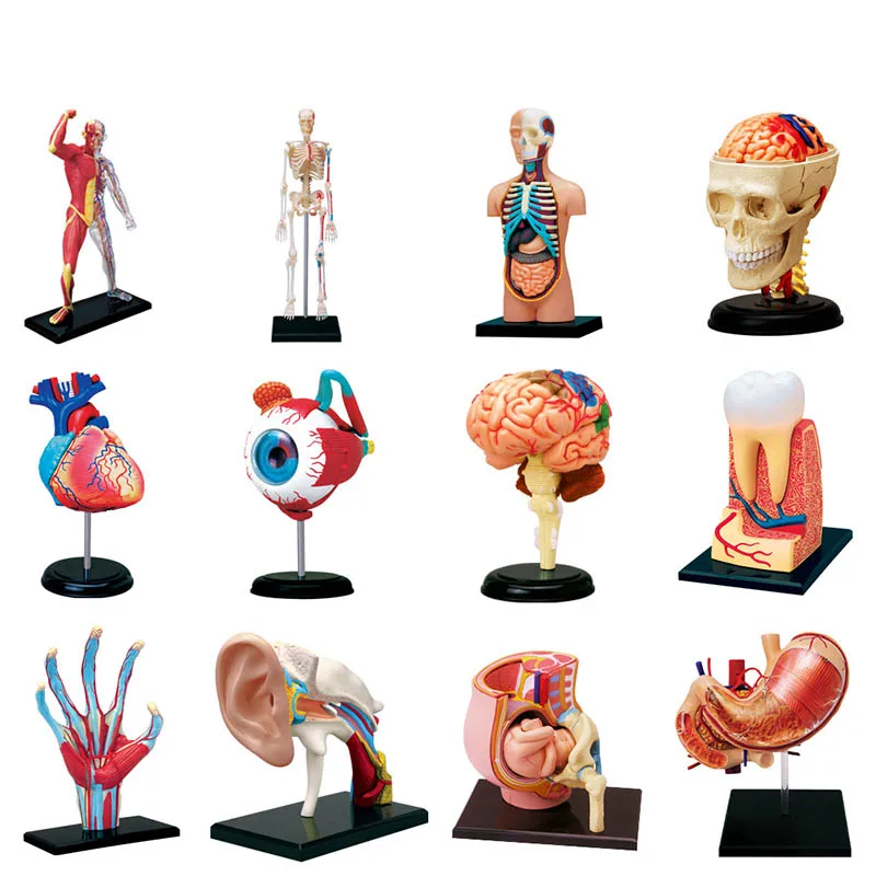 4D MASTER HUMAN ANATOMICAL MODELS DIY PUZZLES TOYS BODY ANATOMY EDUCATIONAL BRAIN HEART SKELETON EAR TORSO HAND NOSE KNEE EYE