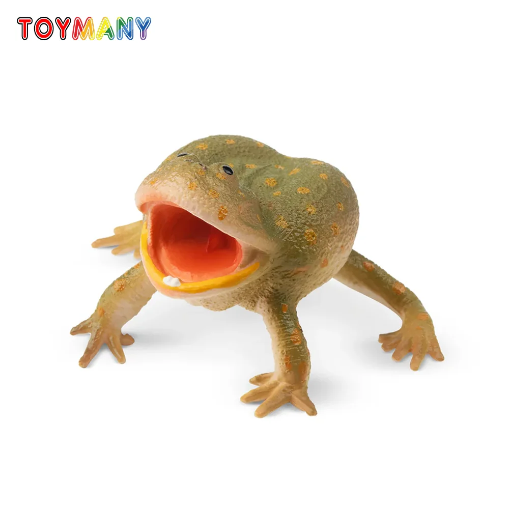 Toymany Simulation Budgett's Frog Reptile Realm Animal Model Toy Mini Figures Dolls Action Figurines Toys Children Gift