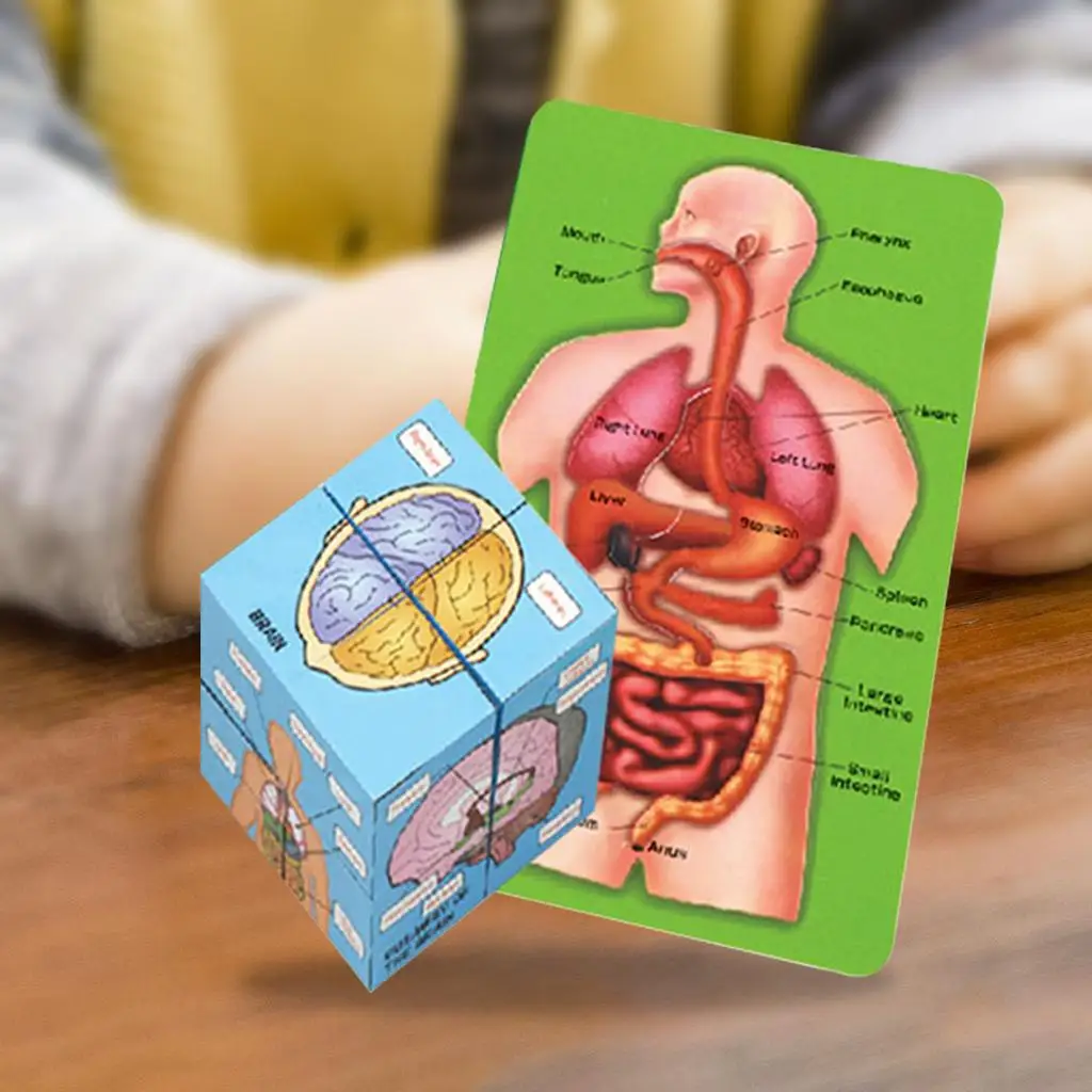 Human Anatomy Cubes Human Organs Anatomy Puzzle Human Children Educational Development Toys