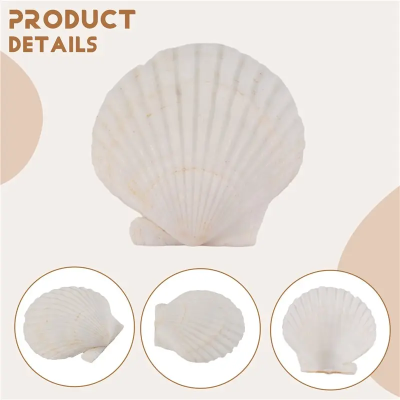 L60A 120PCS Natural Scallop Shells 1.4-2.4Inch White Small Sea Shells For Crafts Crafting Shell Bulk Real Seashells